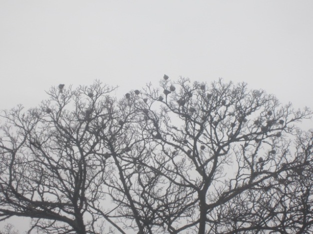 Waxwings on trees opposite the front garden, Aberdeen (13/1/13)