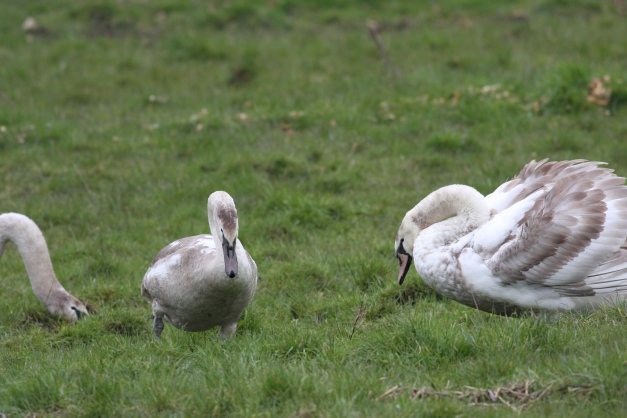 the more developed of the two resident cygnets (far right), attempts being the tough guy