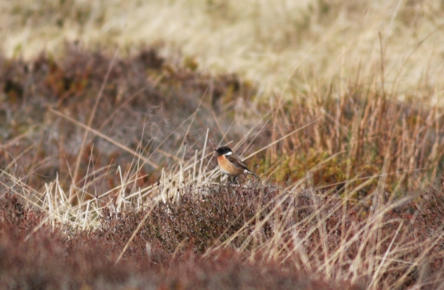 male Stonechat on Sands of Forvie (21/5/13) - always lovely to see, given the battering they've had in recent years.