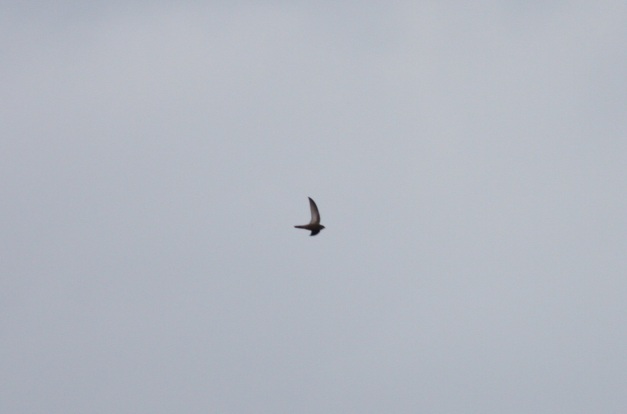 Pallid Swift, Cromer (27/10/13). These pics do not justice in terms of showing upperpart colour, but the silvery underwing is evident here.