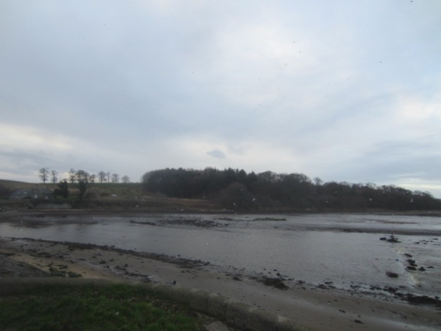 Long Green Woods as backdrop to the River Almond Mouth, February 2014